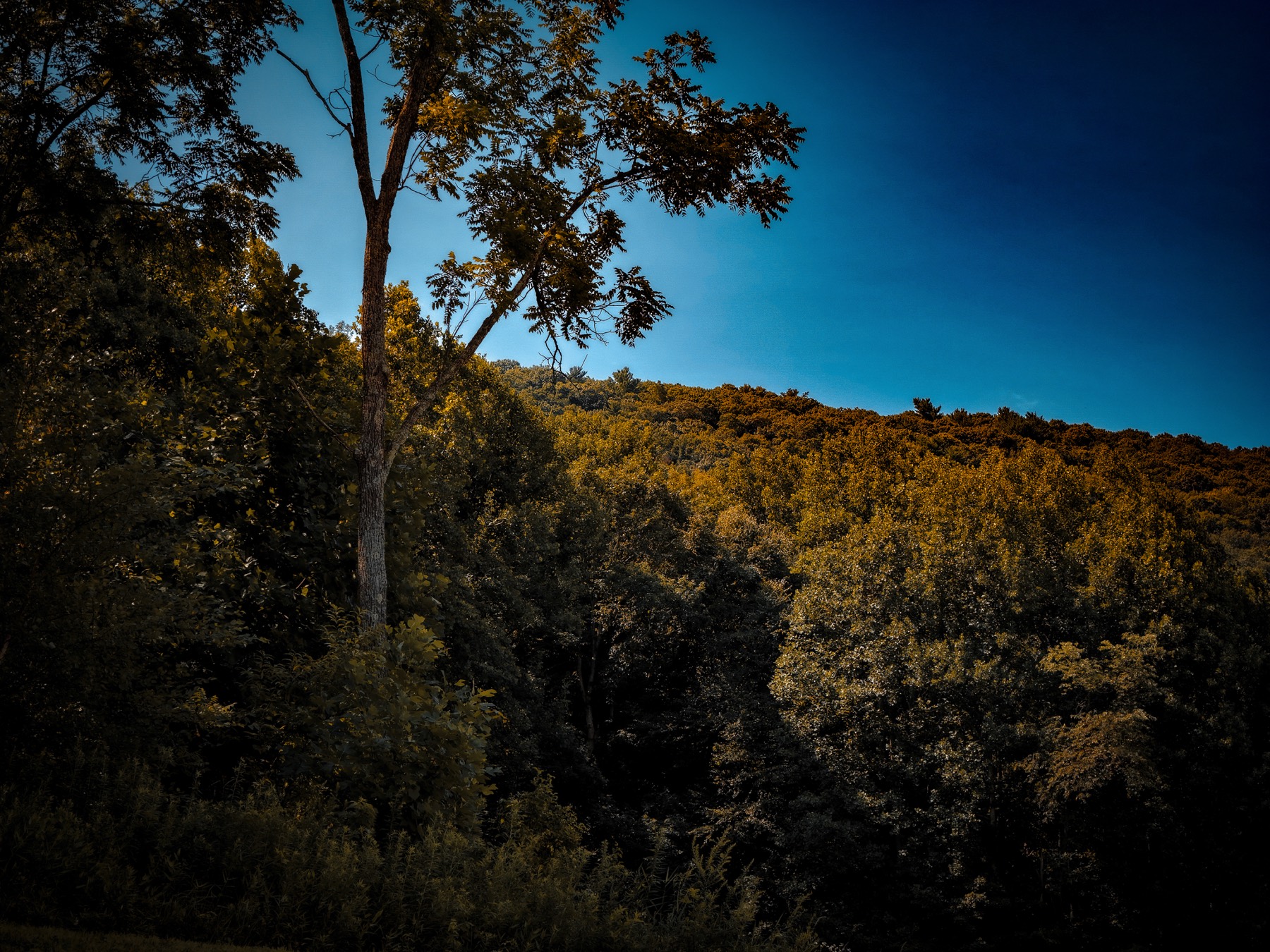 Aerial view along a tree line with fall foliage color