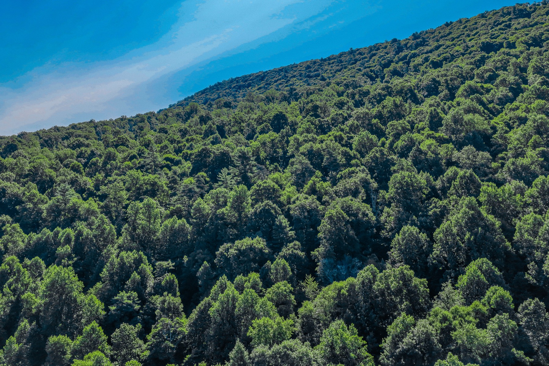 Panoramic aerial view of a forested ridge line